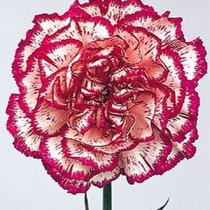 Meet your Posher, Robia's